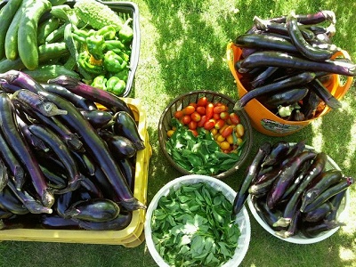 家庭菜園で簡単野菜作り Vegetablesbeginnersguide
