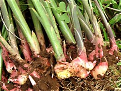 ショウガの育て方（4月植える野菜）