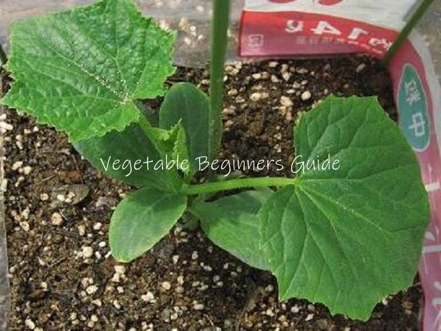 キュウリの植え付け方法