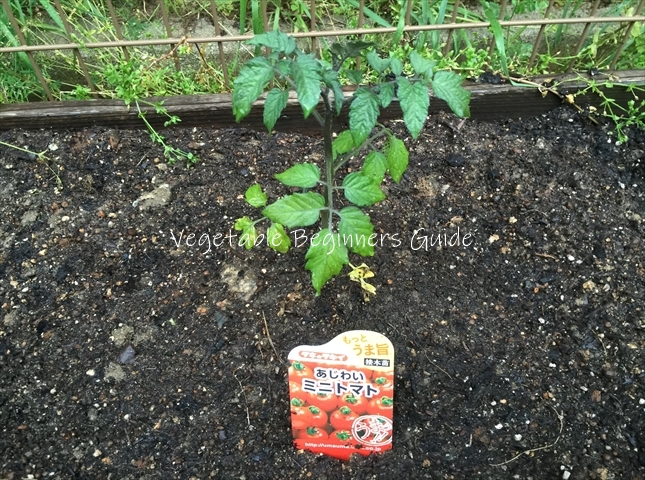 ミニトマト栽培
