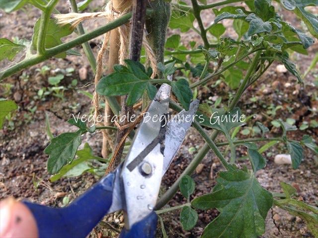 ミニトマトの連続摘芯栽培法