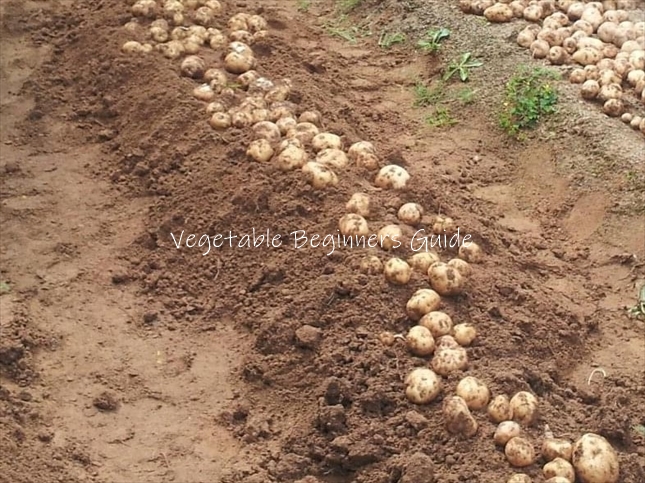 ジャガイモの収穫方法
