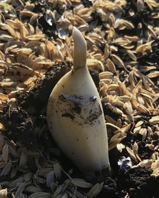 ニンニクの植え方