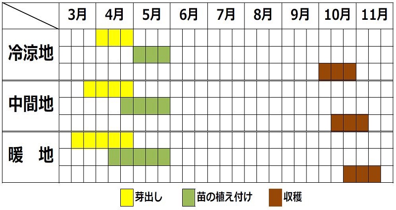 ウコンの栽培カレンダー