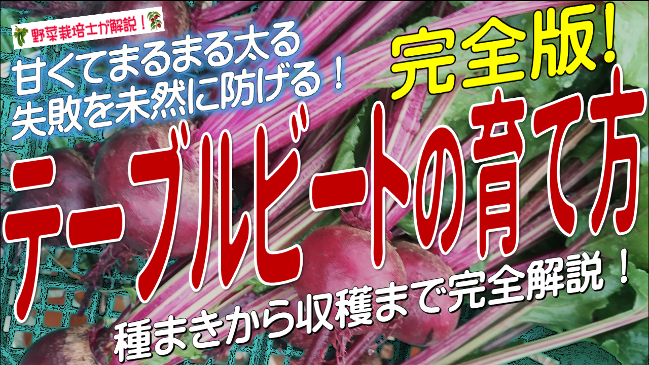テーブルビートの育て方