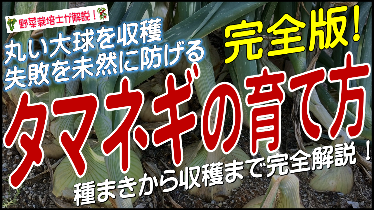 タマネギの育て方