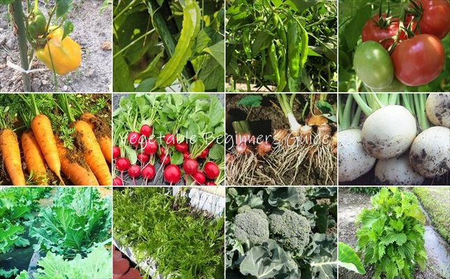 家庭菜園の野菜の育て方一覧