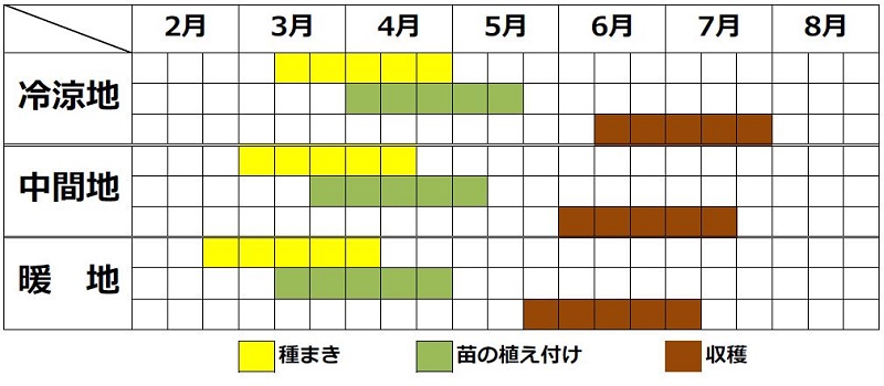 キャベツの栽培カレンダー