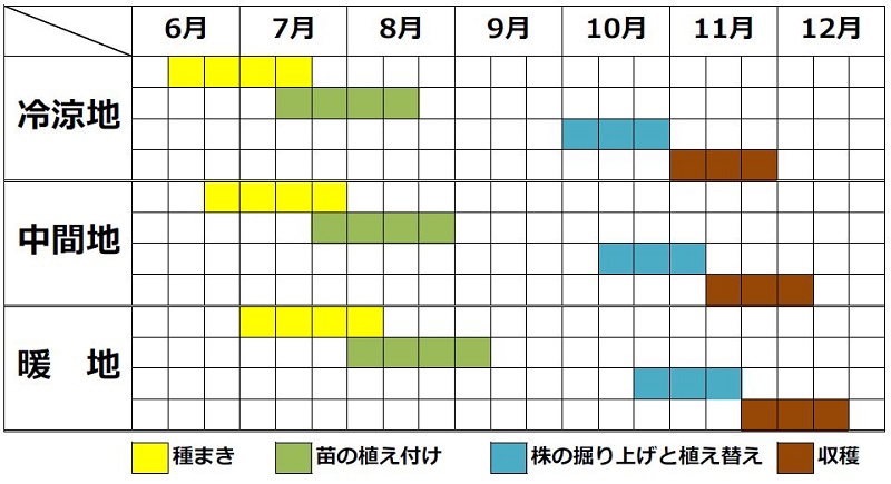 チコリ栽培カレンダー