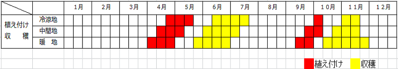 リーフレタスの育て方と栽培のコツ