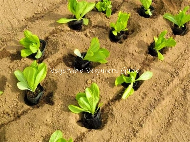 サラダ菜の苗の植え付け時期と植え方