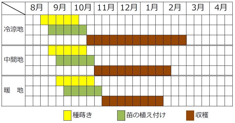 タカナの栽培時期栽培カレンダー