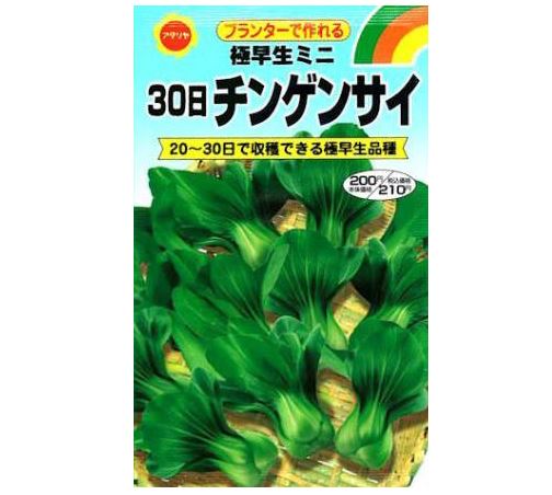 チンゲンサイ 青梗菜 の育て方と栽培のコツ