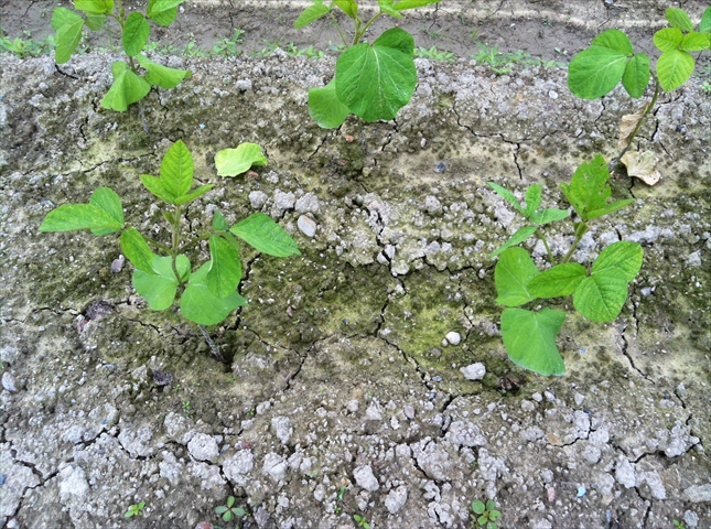 4月に植える野菜の特徴