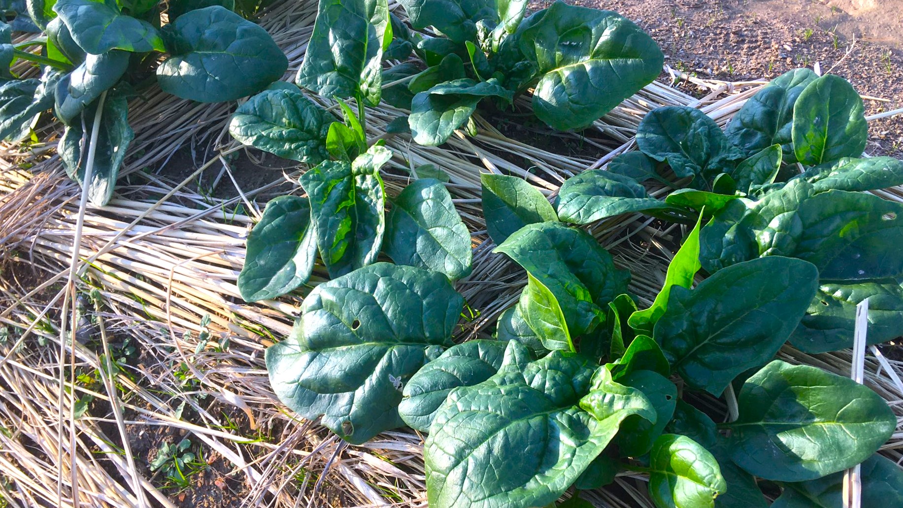11月の家庭菜園の特徴