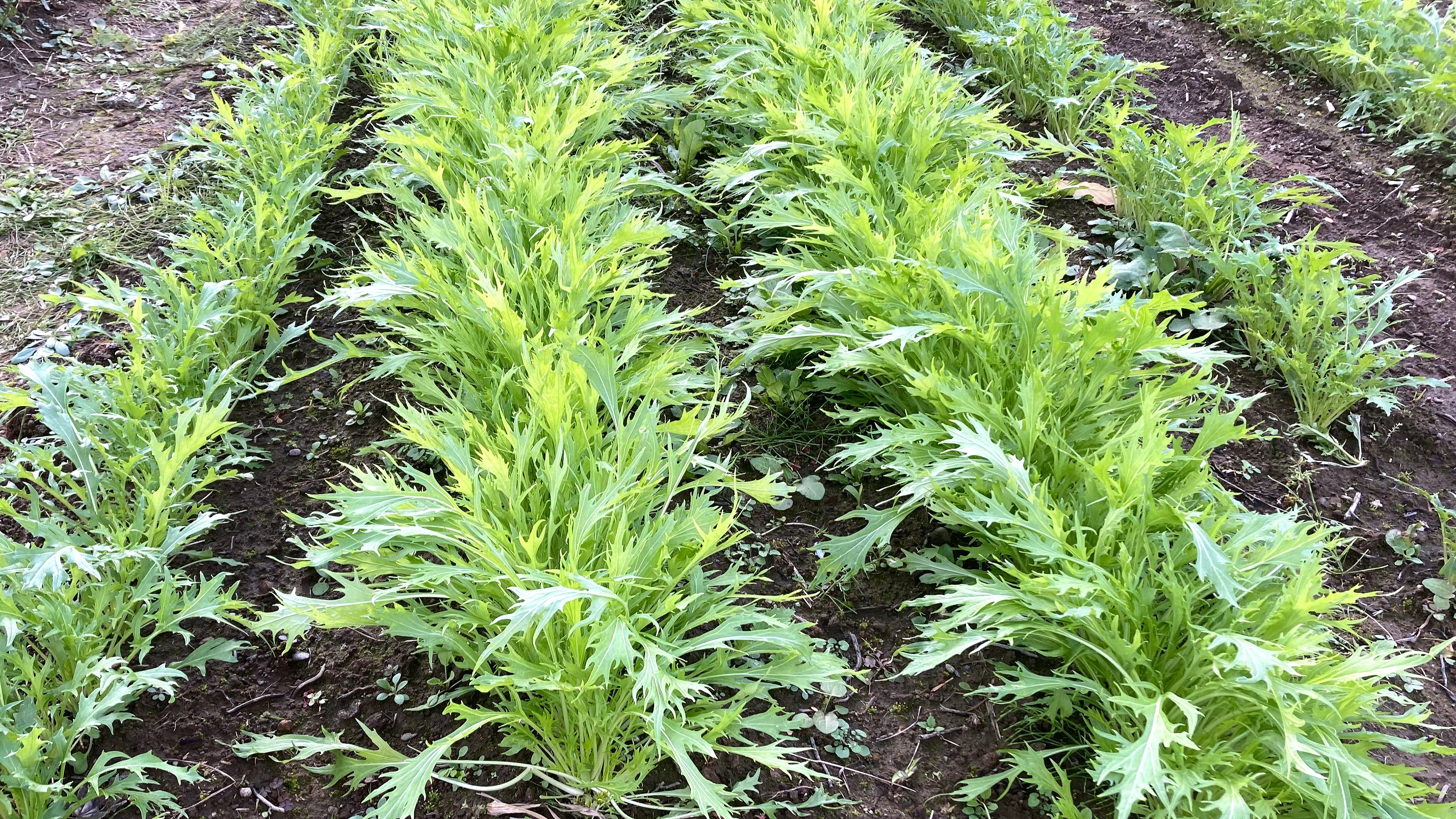 11月植え野菜の種まきと苗の植え付けのコツ