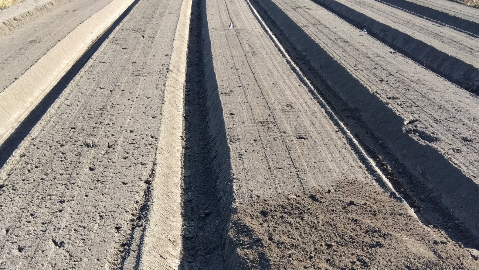 11月の野菜作りで注意すること