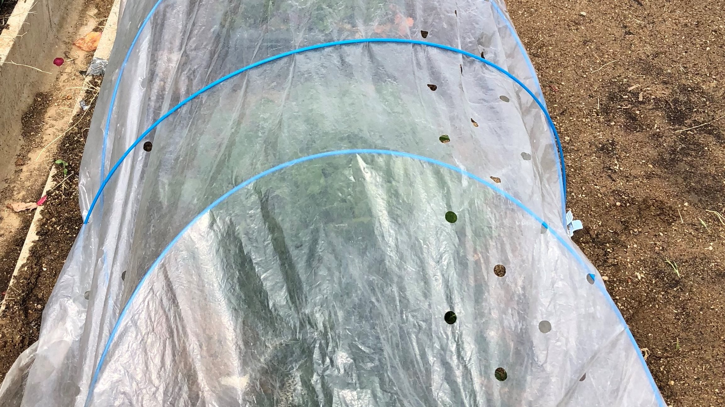 12月の種まきと苗の植え付け