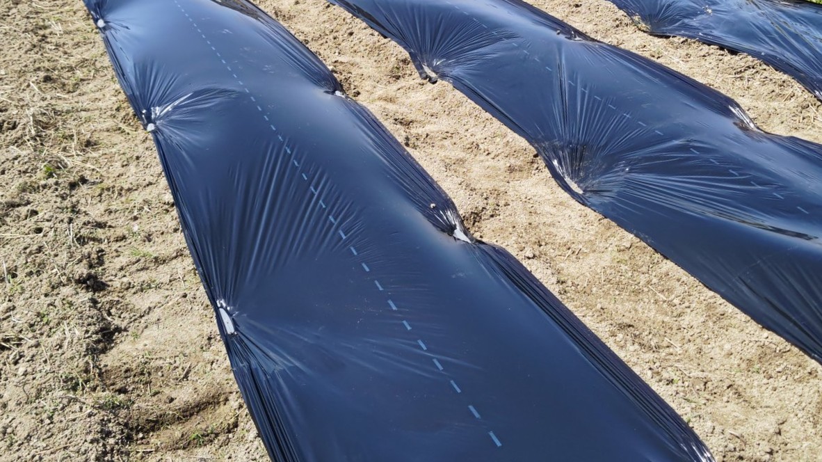 12月植え野菜の寒さ対策