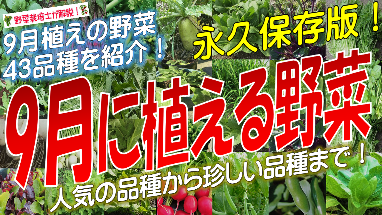 9月に植える野菜