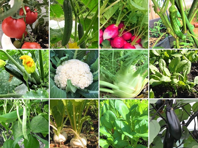 4月に植える野菜の種類は？