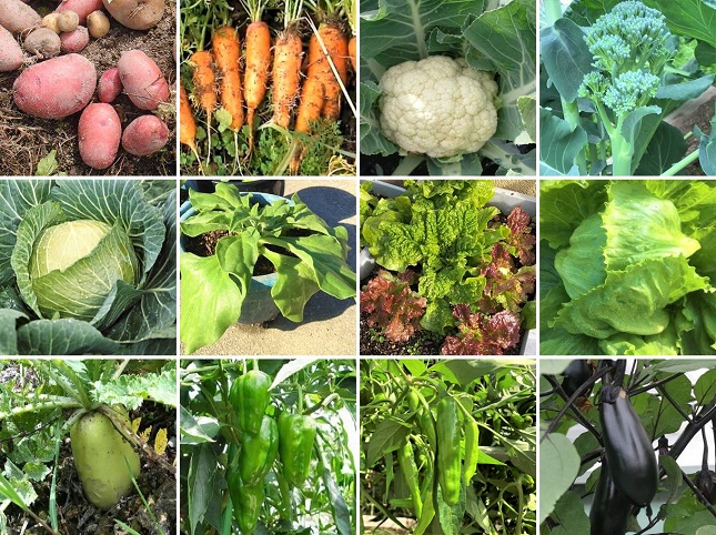 2月に植える野菜の種類