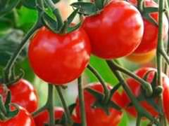 ミニトマトの育て方と栽培管理のコツ