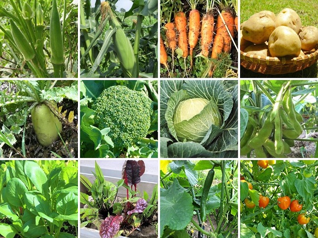 7月に植える野菜の種類は