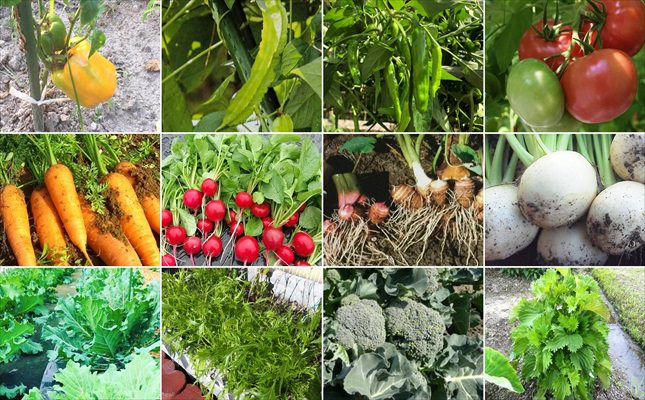 野菜栽培カレンダー