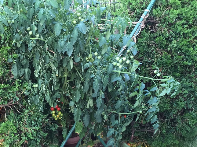 トマト ミニトマト の正しいわき芽取り 整枝