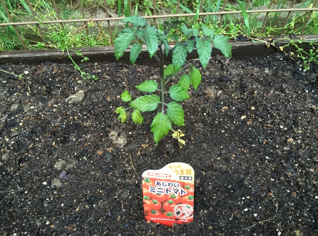 トマト ミニトマト の正しいわき芽取り 整枝