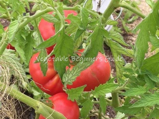トマト ミニトマト が育たない原因と対策
