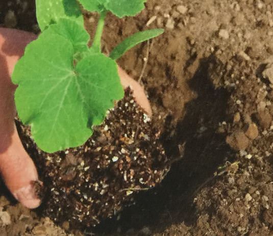 植穴を掘り苗を植え付ける