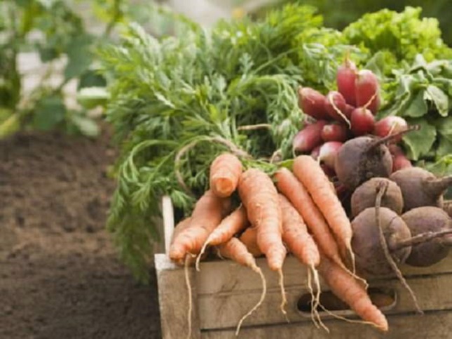 プランター菜園ではどんな野菜を育てられるの？