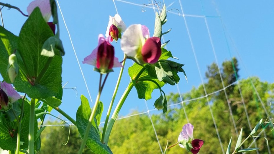 植物の光合成と呼吸のメカニズム