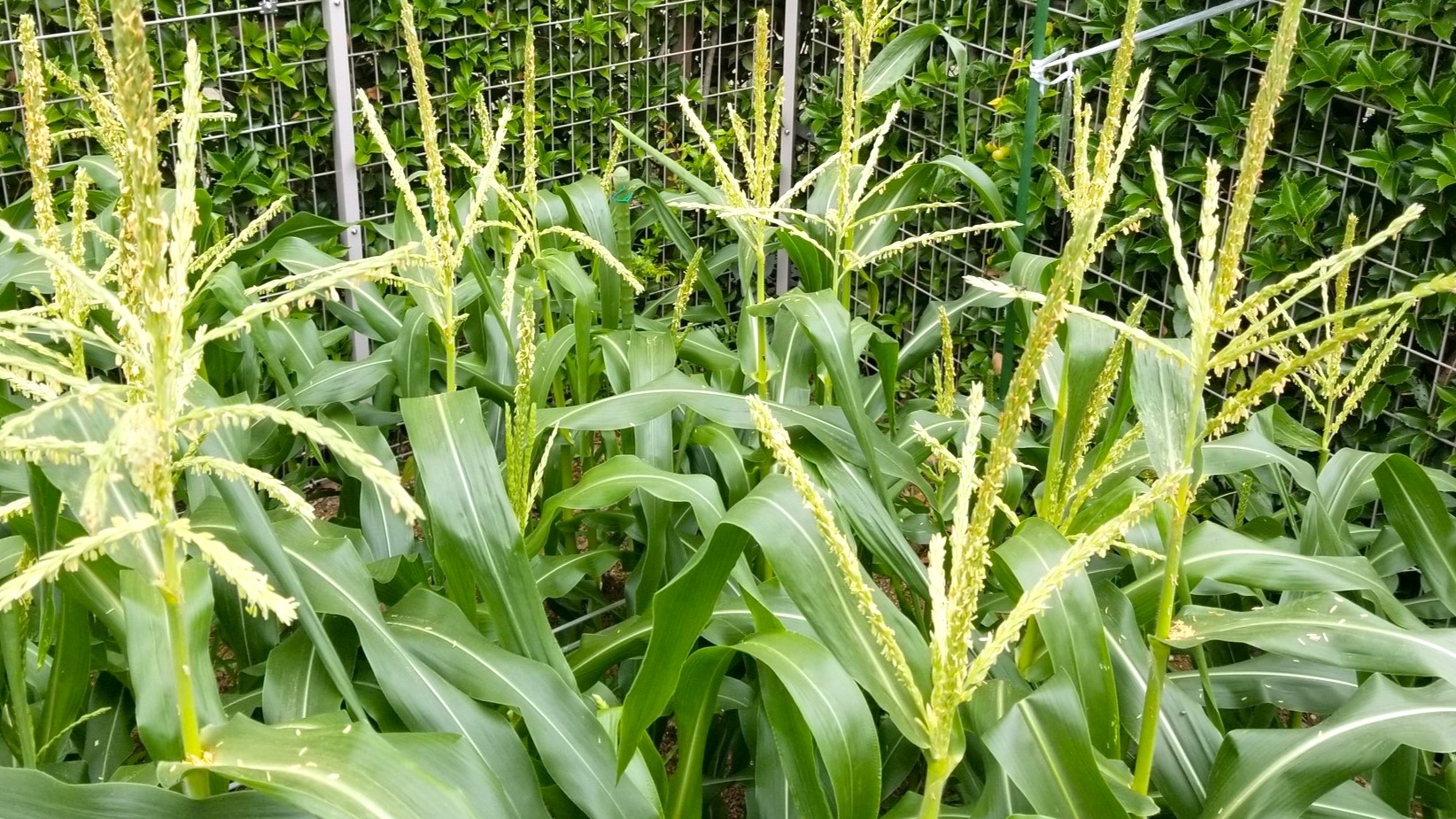 植物の光合成とは？