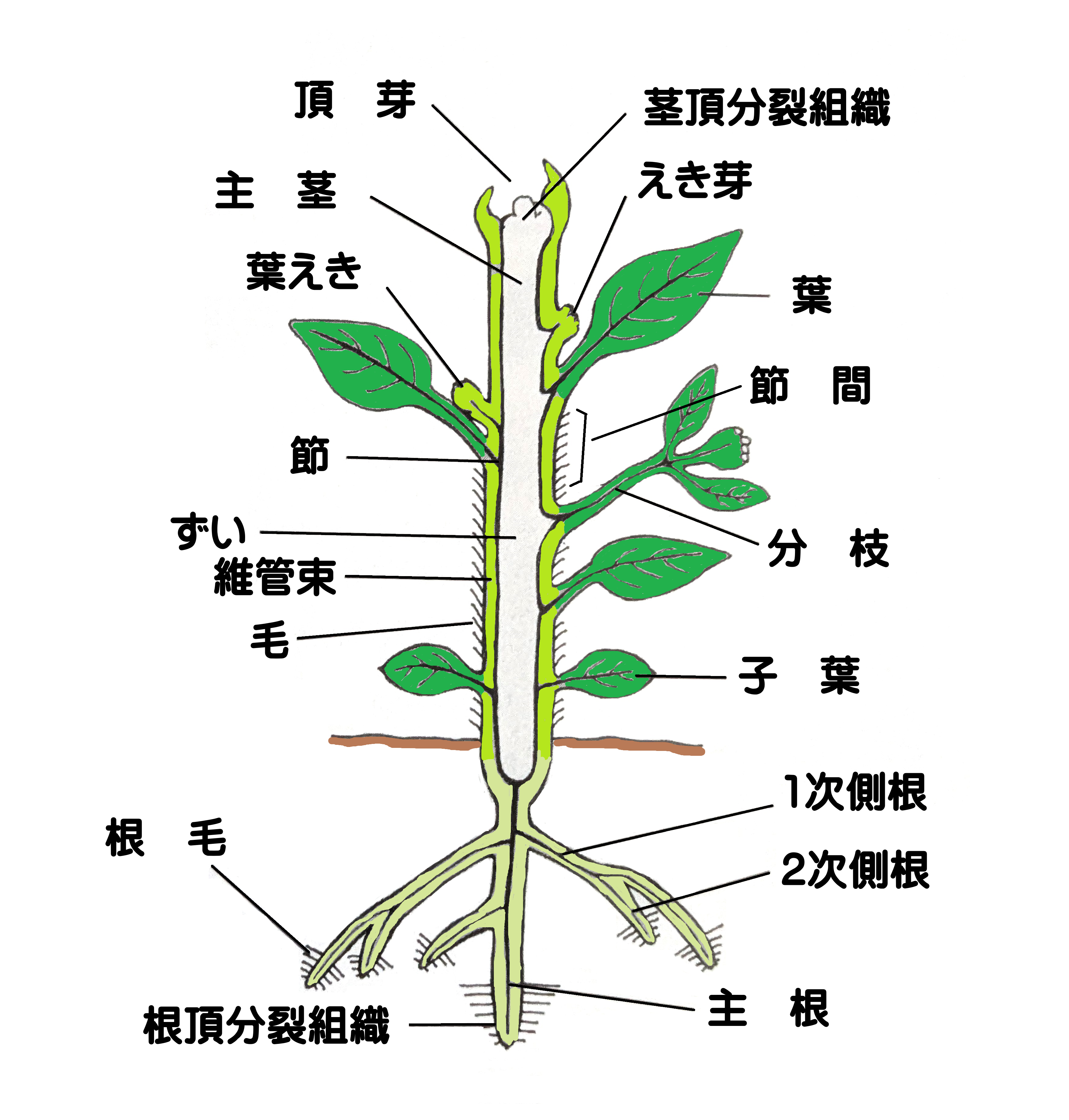 植物の各器官と光合成との関係