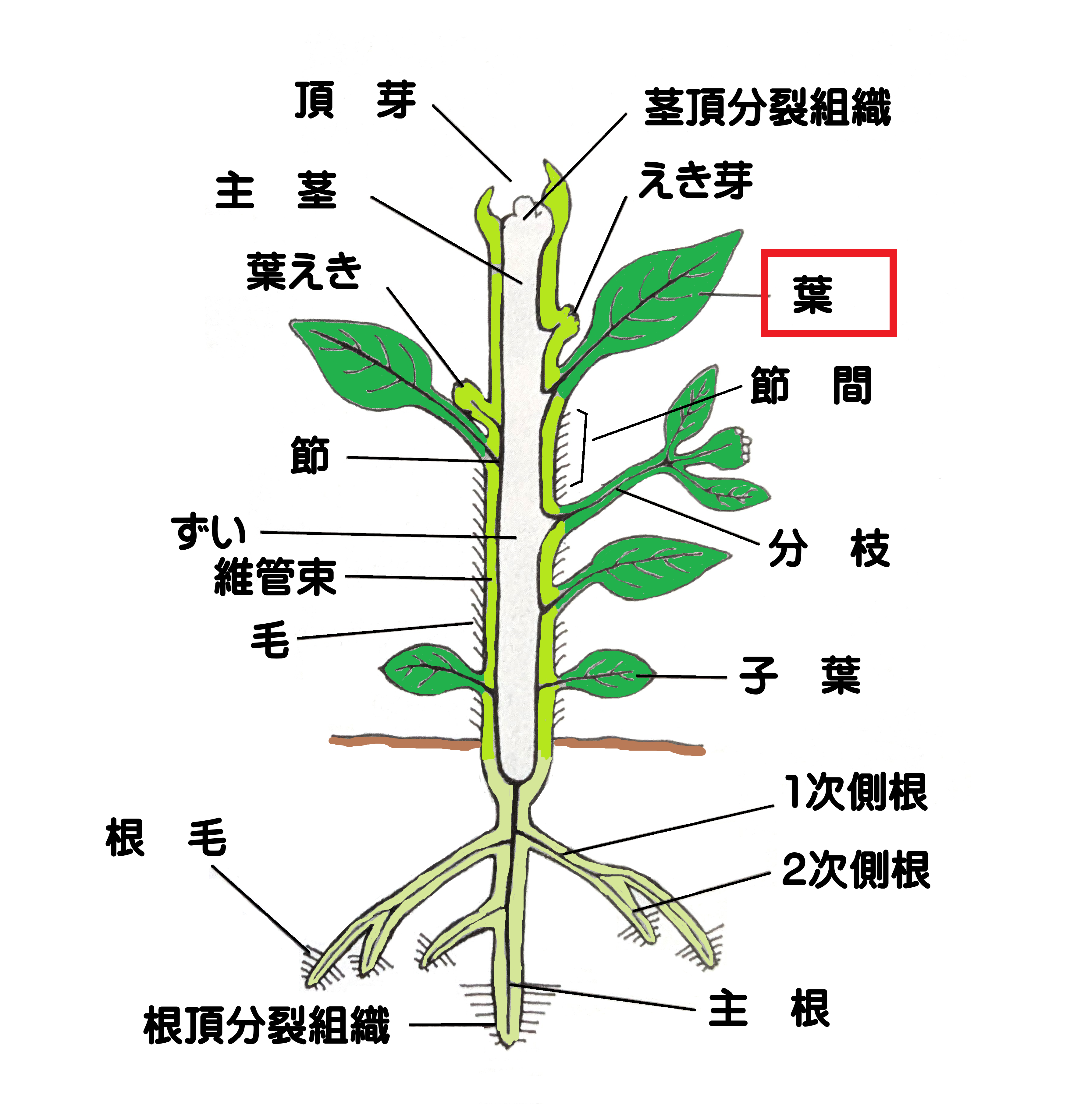 葉の役割と光合成