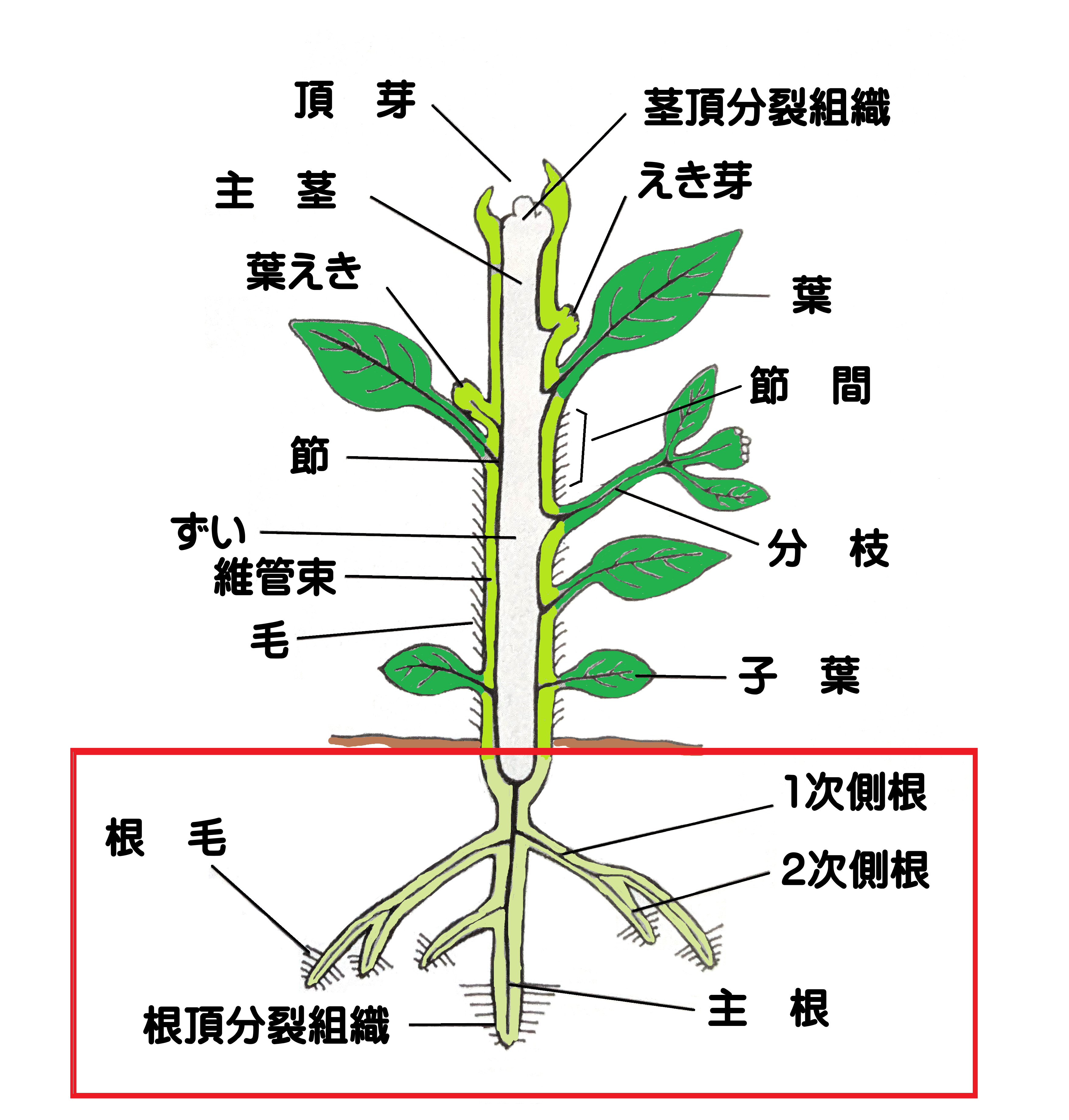 根の役割と光合成との関係