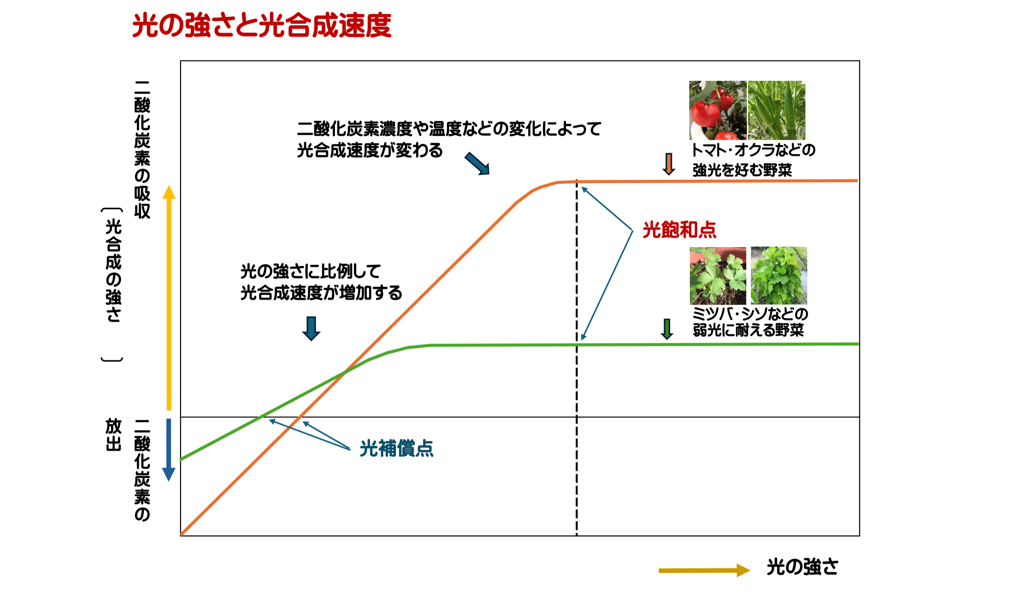 光の強さと光合成速度の関係グラフ