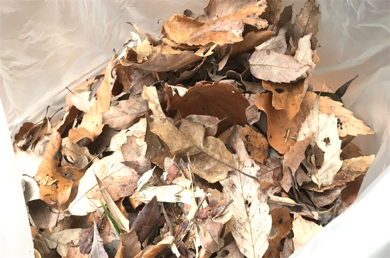 落ち葉堆肥作りでよくある失敗