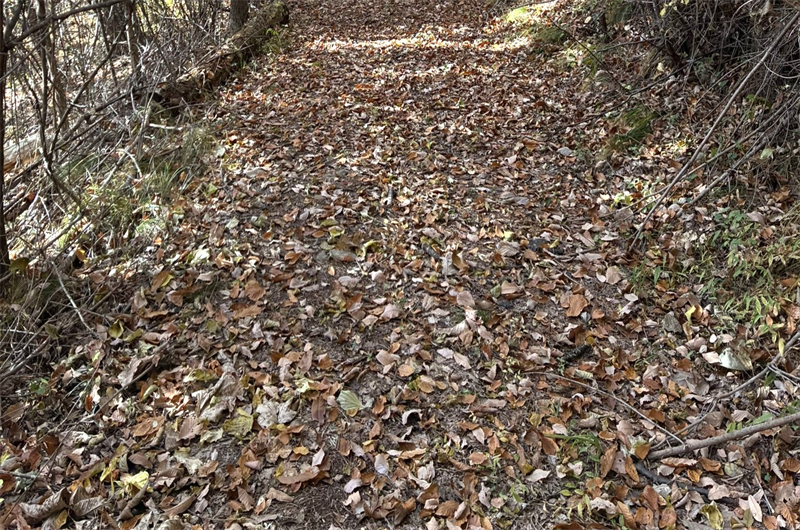 落ち葉堆肥を作る時期は？