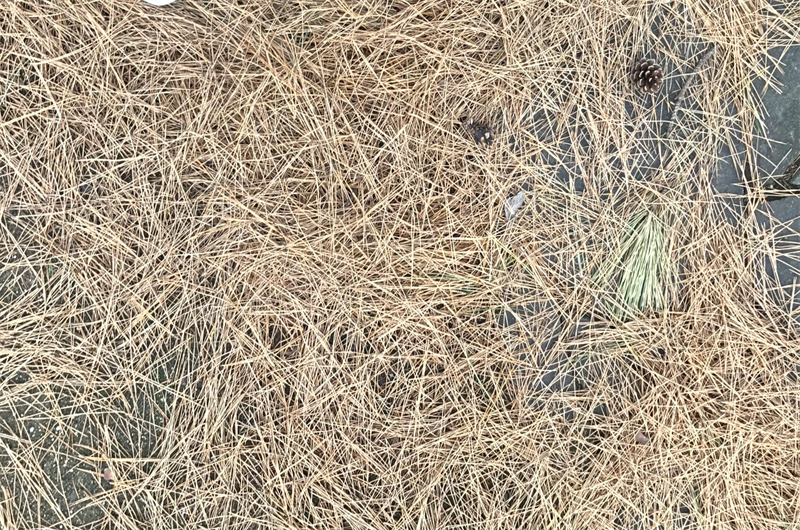 利用する落ち葉の種類