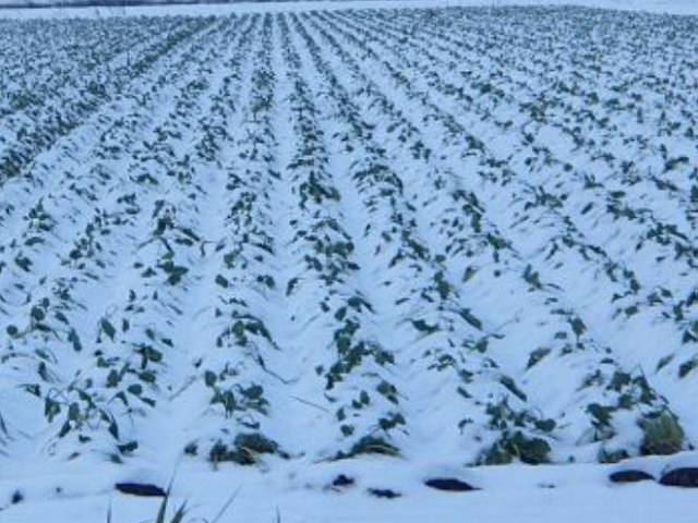 野菜の雪対策と寒さ対策
