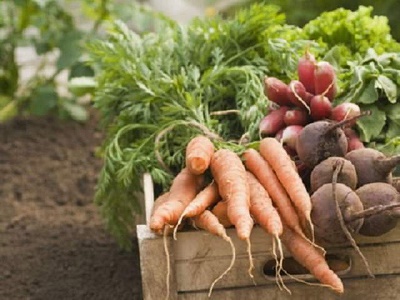 家庭菜園の野菜の選び方