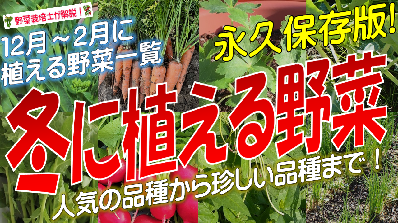 冬に植える野菜一覧（16品種）