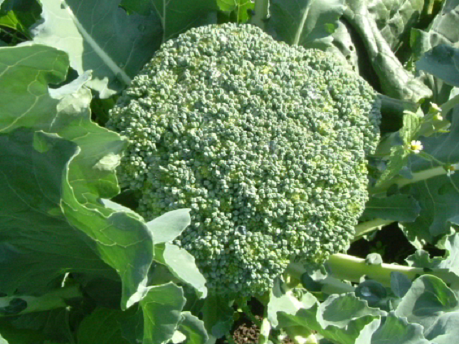 8月から育てる野菜の種類
