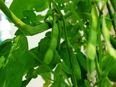 枝豆の育て方と栽培管理のコツ（4月植え）
