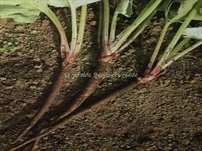 ゴボウの育て方と栽培管理のコツ（4月植える野菜）