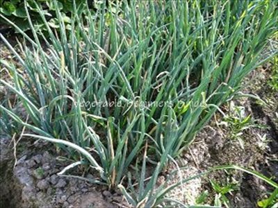 葉ネギの育て方と栽培管理のコツ（4月育てる野菜）